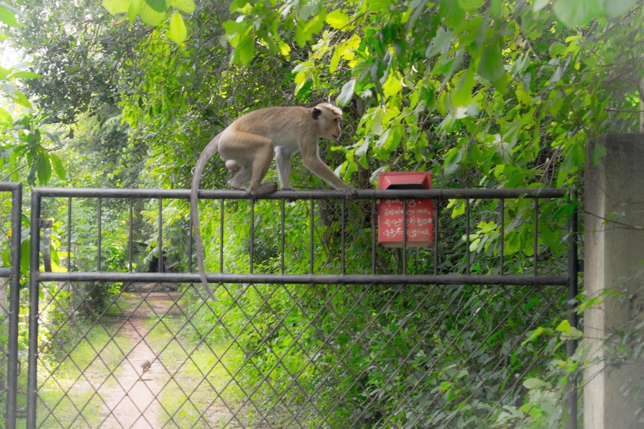 Green Cottage Anuradhapura Εξωτερικό φωτογραφία